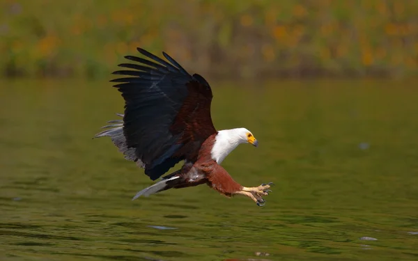 Falcon vliegt over het water — Stockfoto