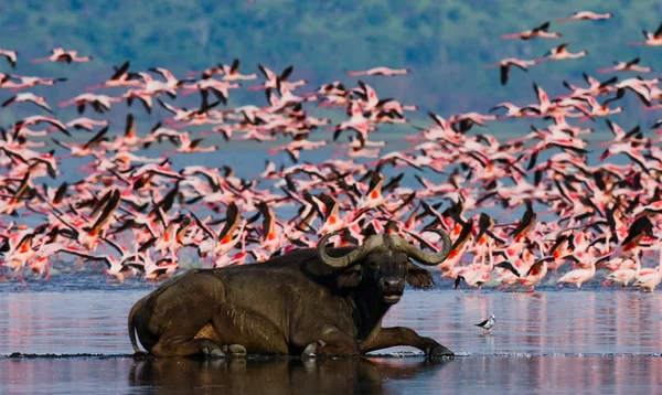 Flamingos rosa ao ar livre — Fotografia de Stock