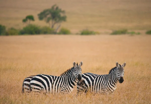 Two zebras close up — Stock Photo, Image