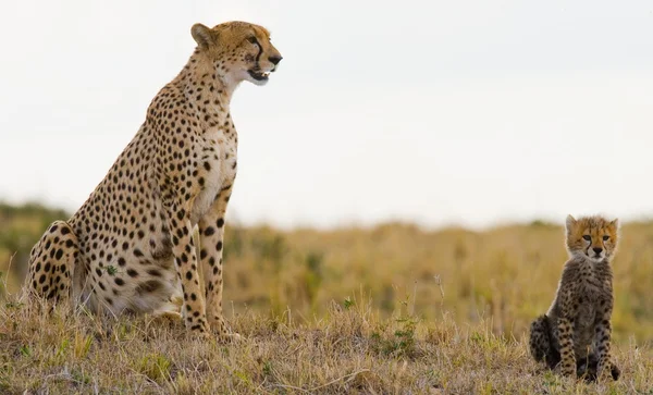 Cheetah com bebê pequeno — Fotografia de Stock