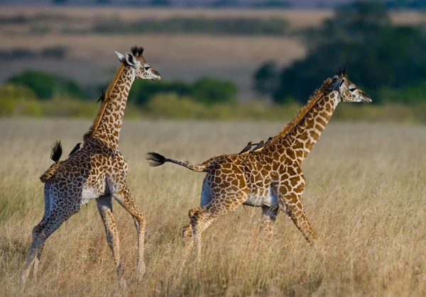 Girafas em savana ao ar livre — Fotografia de Stock