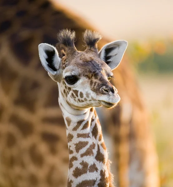 Жираф в саванне на открытом воздухе — стоковое фото