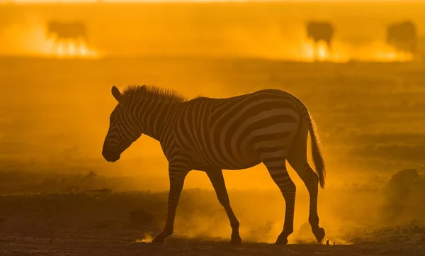 Zebra in savana at sunset — Stock Photo, Image