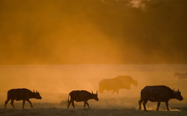 Büffel in der Savanne bei Sonnenuntergang — Stockfoto