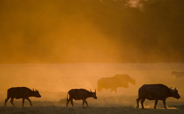 Buffalos i savannen i solnedgången — Stockfoto