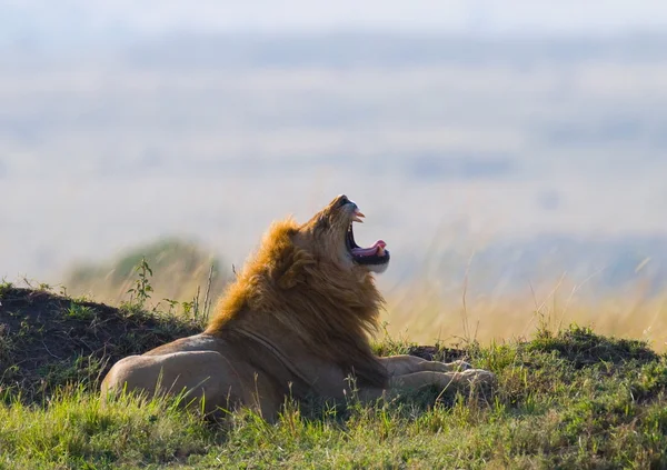 Retrato de um Leão Africano — Fotografia de Stock