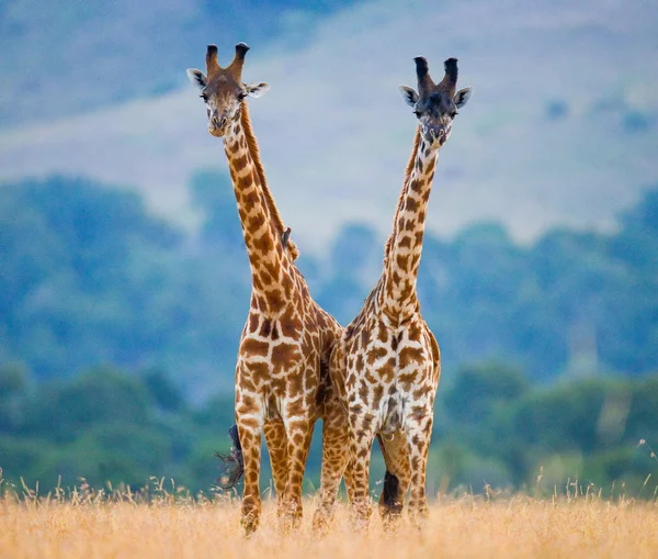 Girafas em savana ao ar livre — Fotografia de Stock