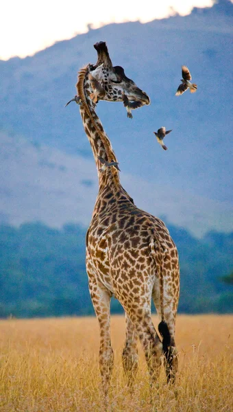 Girafa em savana ao ar livre — Fotografia de Stock