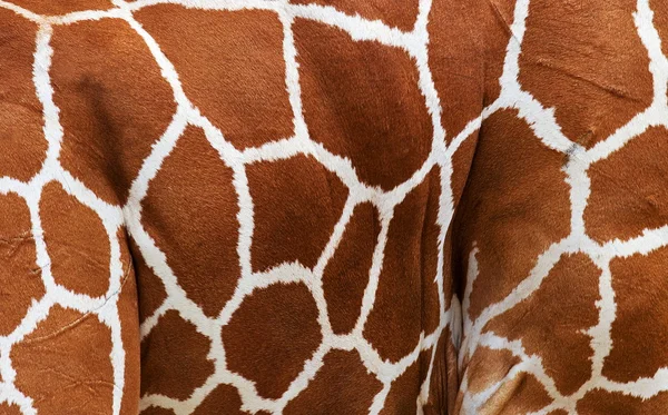 Frammento di una pelle di giraffa — Foto Stock