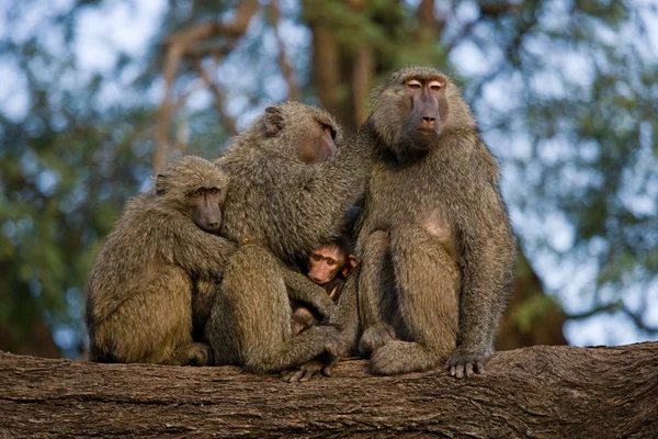 家庭对猴子坐 — 图库照片