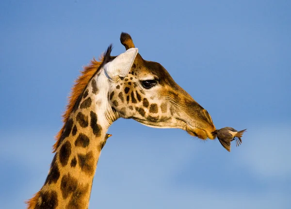 Жираф в саванне на открытом воздухе Лицензионные Стоковые Изображения