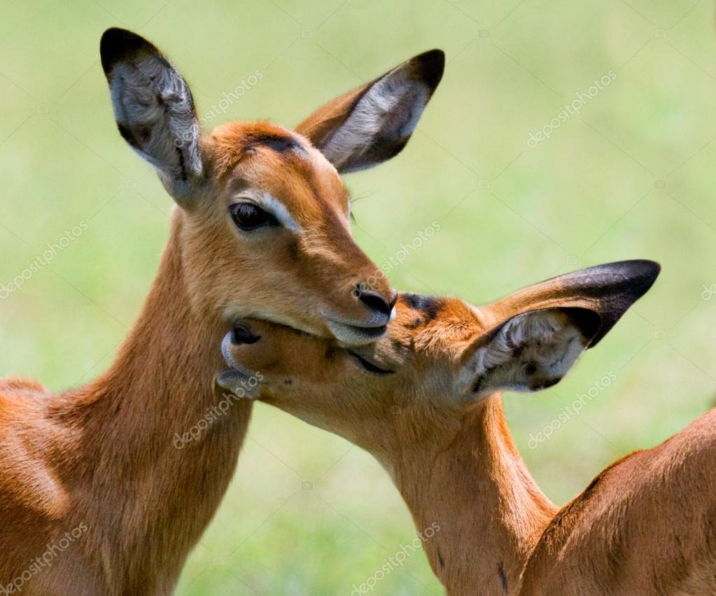 Brown African deer Stock Photo by ©GUDKOVANDREY 71494609