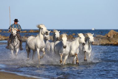 White Camargue Horses clipart