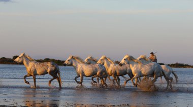 plaj üzerinde üç taş