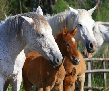 Muhteşem atlar portresi,
