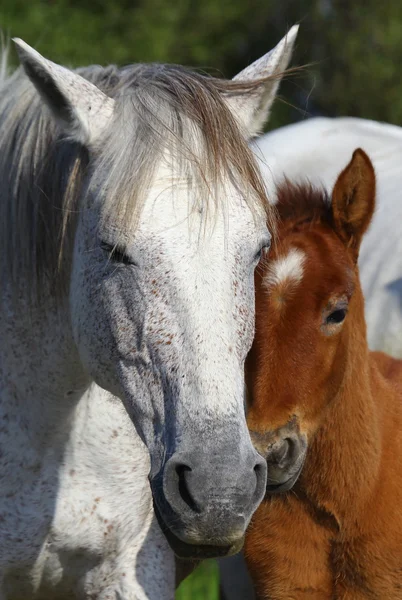 Portret van prachtige paarden, — Stockfoto