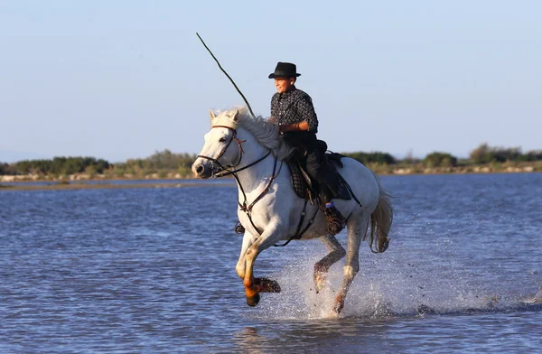 Bílá camargue koně — Stock fotografie