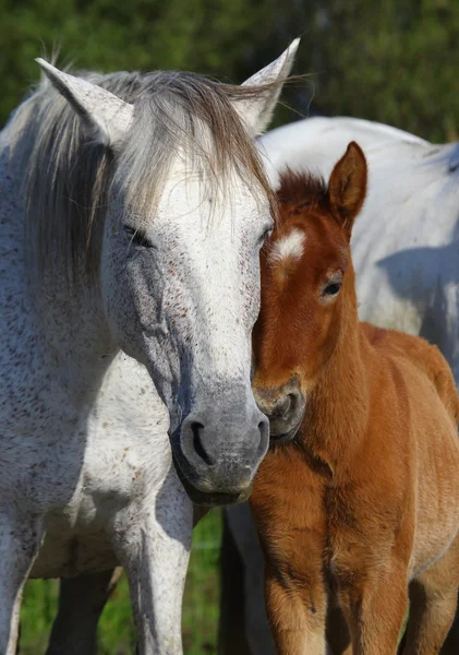 Retrato de caballos magníficos , — Foto de Stock