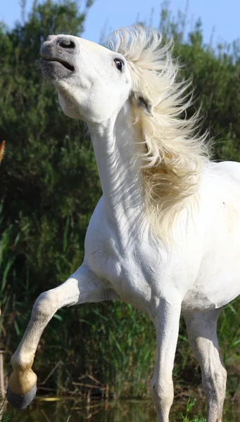 Portrait of gorgeous horse, — Stock Photo, Image