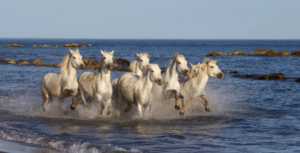 Vit camargue hästar — Stockfoto