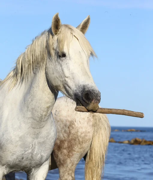 Portrait of gorgeous horse, — Stock Photo, Image