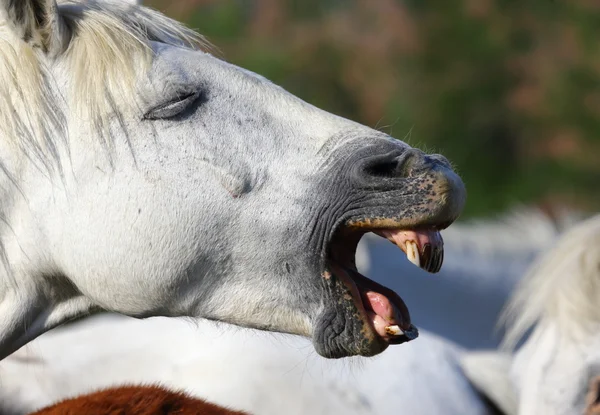 Πορτρέτο του πανέμορφο άλογο, — Φωτογραφία Αρχείου