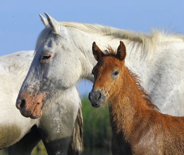 Portret van prachtige paarden, — Stockfoto