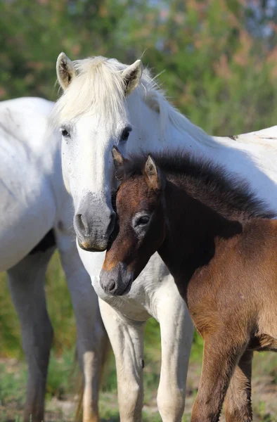 Portrait de chevaux magnifiques , — Photo