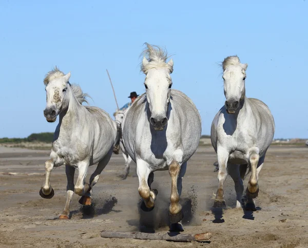 Vit camargue hästar — Stockfoto