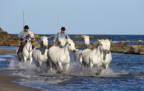 Cavalli bianchi da camargue — Foto Stock