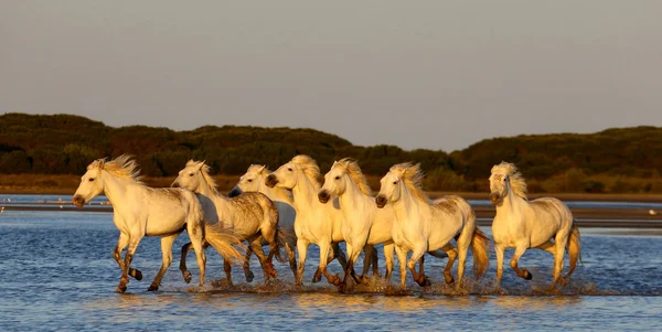 カマルグとコート ・白い馬 — ストック写真