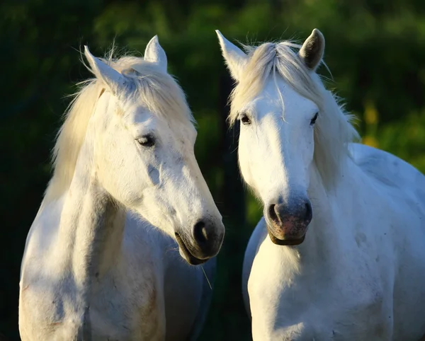 Portret van prachtige paarden, — Stockfoto