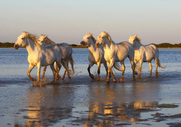 Bílá camargue koně — Stock fotografie