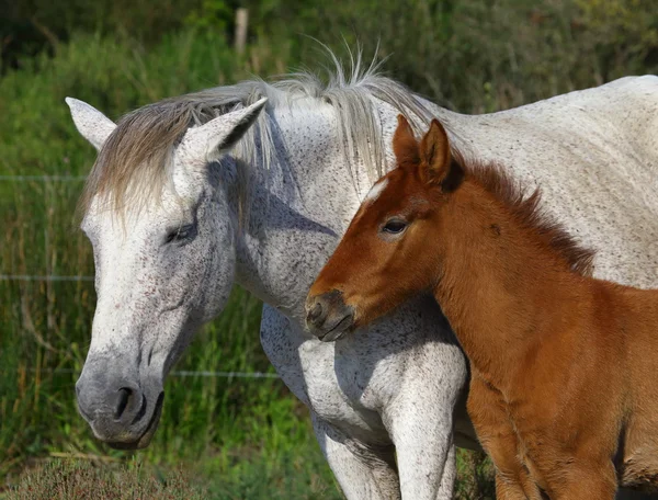 Portret van prachtige paarden, — Stockfoto