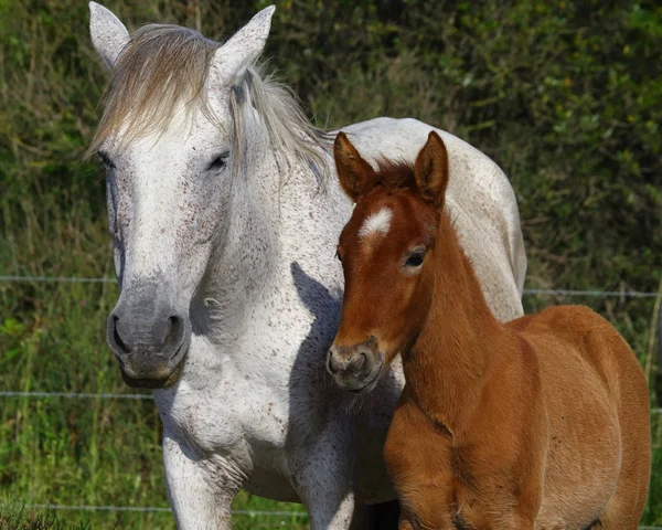 Portrét krásné koně, — Stock fotografie