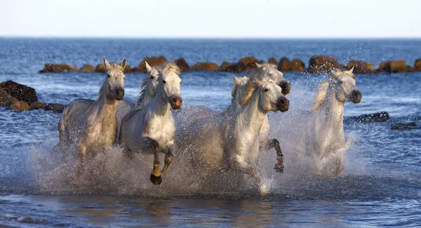 Camargue Pictures Camargue Stock Photos Images Depositphotos