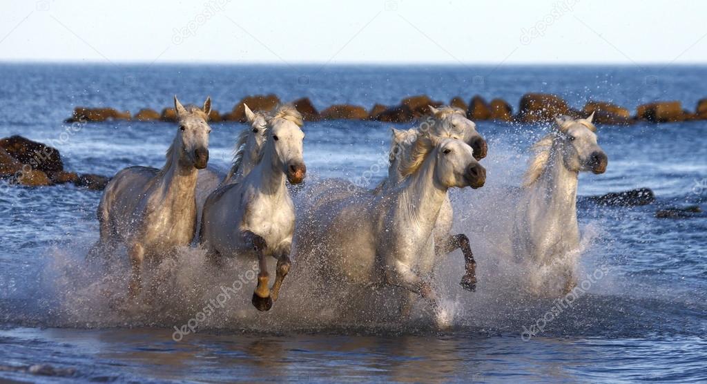 White Camargue Horses