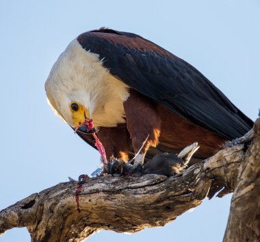 Eagle on branch eating  bird