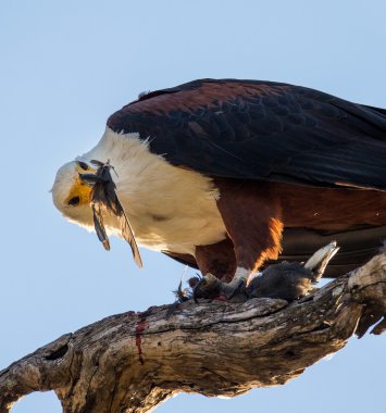 Eagle on branch eating  bird