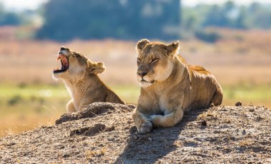 Two wild  lionesses
