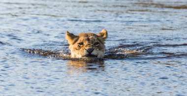 Lion swimming in river,