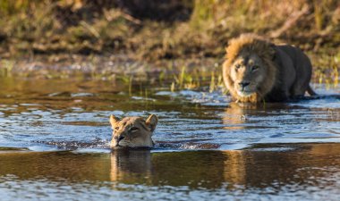 Lions swimming in river,
