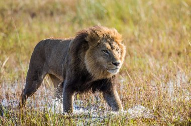 Beautiful Lion Caesar