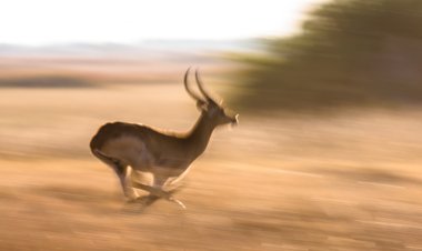 Adult gazelle running in savanna