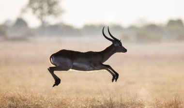 Adult gazelle running in savanna clipart