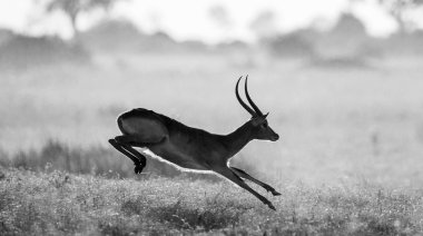 Adult gazelle running in savanna