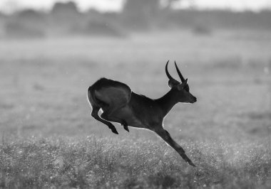 Adult gazelle running in savanna