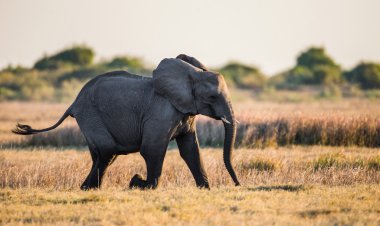 African elephant running in savanna