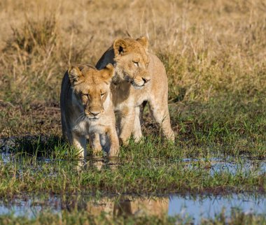 Two lions hunting in savanna swamp