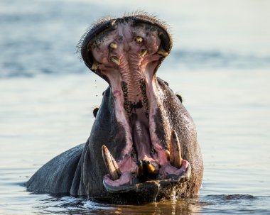 Hippopotamus showing huge jaw
